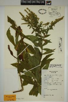 spécimen de Solidago rugosa