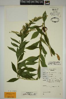 spécimen de Solidago rugosa