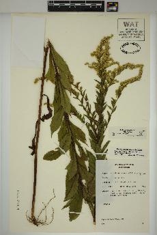 spécimen de Solidago rugosa