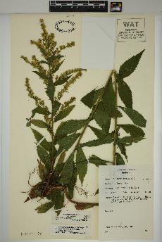 spécimen de Solidago rugosa