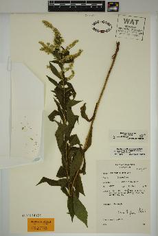 spécimen de Solidago rugosa