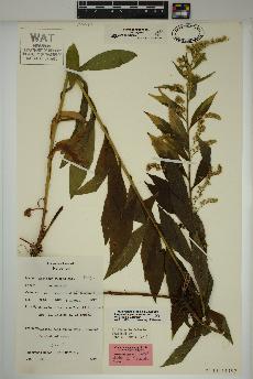 spécimen de Solidago rugosa