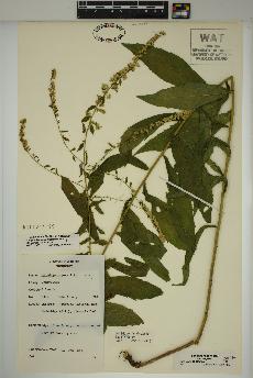 spécimen de Solidago rugosa