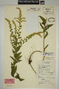 spécimen de Solidago rugosa