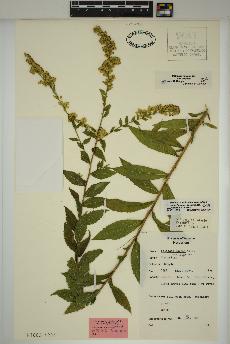 spécimen de Solidago rugosa