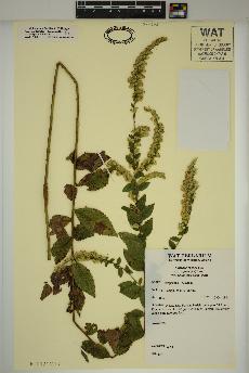 spécimen de Solidago rugosa