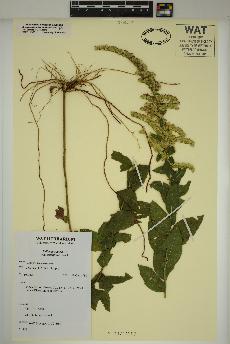 spécimen de Solidago rugosa