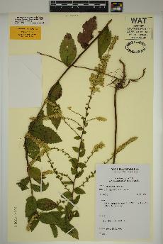 spécimen de Solidago rugosa