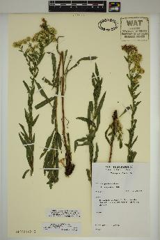 spécimen de Solidago wrightii