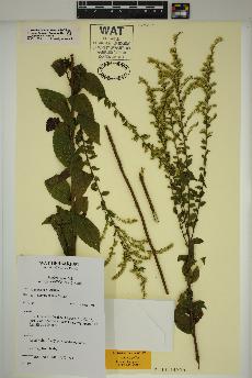 spécimen de Solidago rugosa