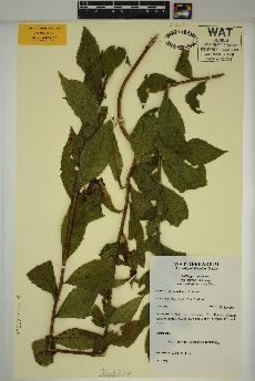 spécimen de Solidago rugosa