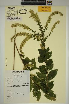 spécimen de Solidago rugosa