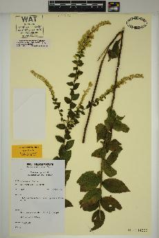 spécimen de Solidago rugosa