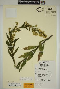 spécimen de Solidago randii