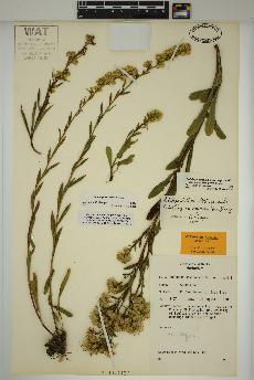 spécimen de Solidago racemosa