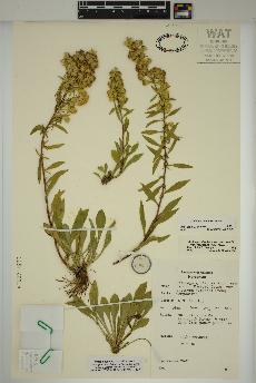 spécimen de Solidago racemosa