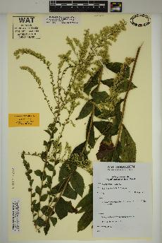 spécimen de Solidago rugosa
