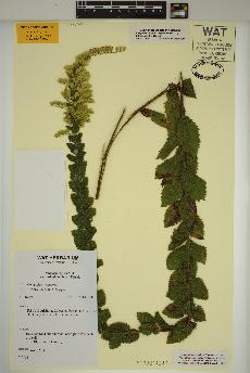 spécimen de Solidago rugosa