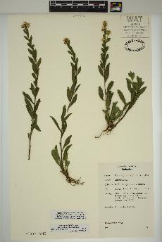 spécimen de Solidago wrightii