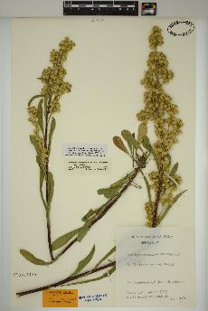 spécimen de Solidago simplex