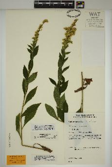 spécimen de Solidago rugosa