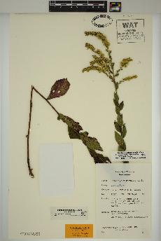 spécimen de Solidago ulmifolia