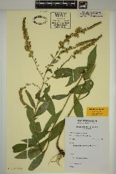 spécimen de Solidago ulmifolia