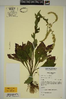 spécimen de Solidago ulmifolia