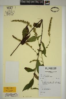 spécimen de Solidago ulmifolia