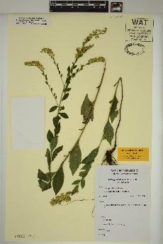 spécimen de Solidago ulmifolia