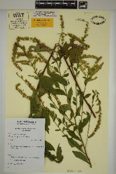 spécimen de Solidago ulmifolia
