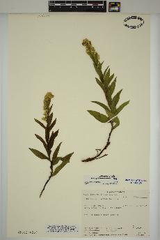 spécimen de Solidago latissimifolia