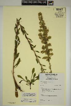 spécimen de Solidago pulverulenta