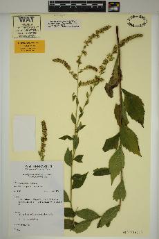 spécimen de Solidago ulmifolia