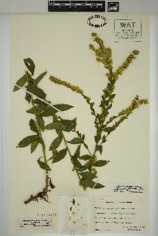 spécimen de Solidago ulmifolia