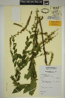 spécimen de Solidago ulmifolia