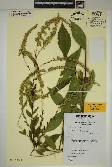 spécimen de Solidago ulmifolia