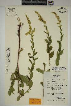 spécimen de Solidago ulmifolia