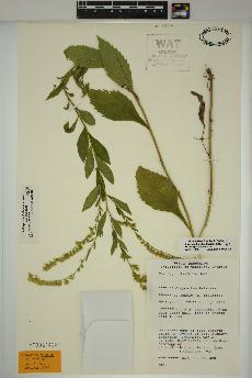 spécimen de Solidago ulmifolia