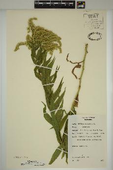 spécimen de Solidago lepida