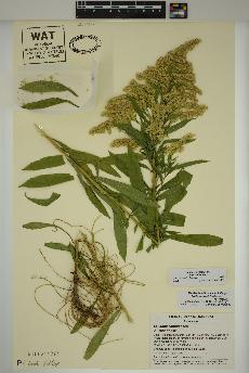 spécimen de Solidago lepida