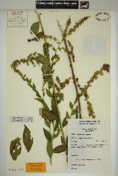 spécimen de Solidago ulmifolia