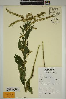 spécimen de Solidago ulmifolia