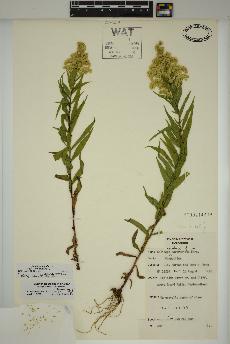 spécimen de Solidago lepida