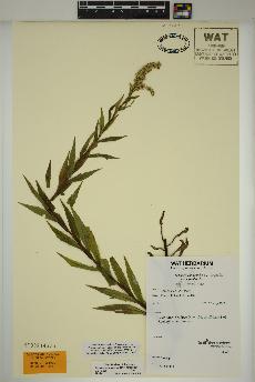 spécimen de Solidago lepida