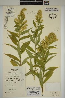 spécimen de Solidago lepida