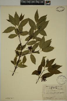 spécimen de Calycanthus floridus