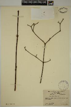 spécimen de Calycanthus floridus
