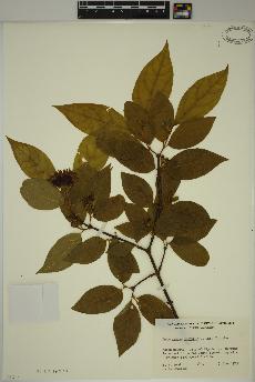 spécimen de Calycanthus floridus