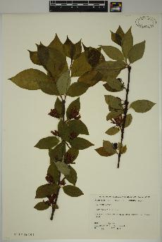 spécimen de Calycanthus floridus
